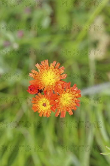 Orange hawkweed, orange-red hawkweed (Hieracium aurantiacum), flower on a rough meadow, Wilnsdorf, North Rhine-Westphalia, Germany