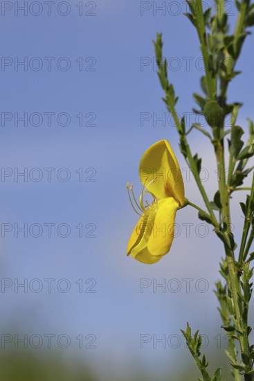 Flower of broom, common broom (Cytisus scoparius), yellow flowers against a blue sky, close-up, Wilnsdorf, North Rhine-Westphalia, Germany