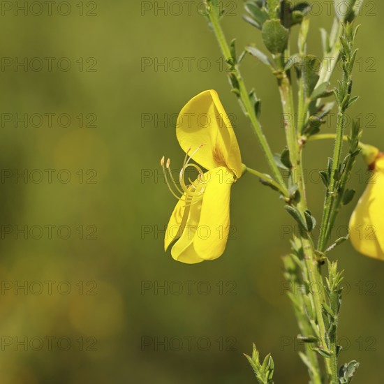 Gorse, common broom (Cytisus scoparius), yellow flower, close-up, Wilnsdorf, North Rhine-Westphalia, Germany