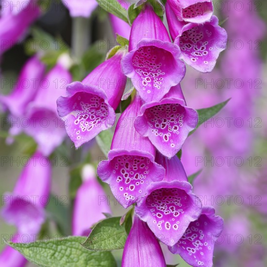 Common foxglove (Digitalis purpurea), flowers, close-up, from the plantain family, highly toxic, deadly poisonous plant, Wilnsdorf, North Rhine-Westphalia, Germany