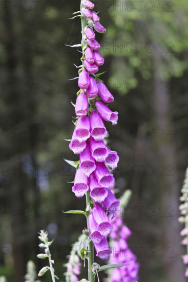 Common foxglove (Digitalis purpurea), flowers, close-up, from the plantain family, highly toxic, deadly poisonous plant, Wilnsdorf, North Rhine-Westphalia, Germany
