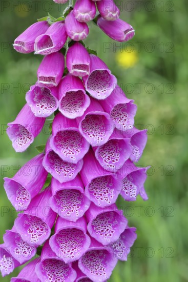 Common foxglove (Digitalis purpurea), flowers, close-up, from the plantain family, highly toxic, deadly poisonous plant, Wilnsdorf, North Rhine-Westphalia, Germany