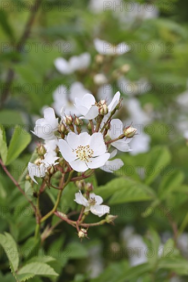 Bibernell rose (Rosa spinosissima L., syn.: Rosa pimpinellifolia L.), also called dune rose, earth rose, field rose, oat rose, prickly rose, spiky rose and rock rose, is one of the oldest wild rose species, dog rose, flowers on a bush, Wilnsdorf, North Rhine-Westphalia, Germany