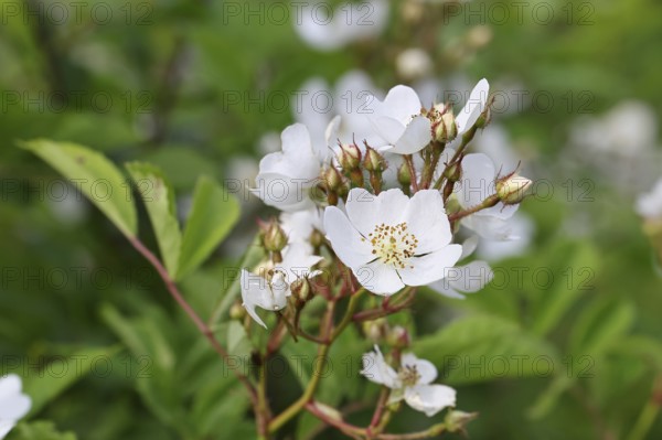 Bibernell rose (Rosa spinosissima L., syn.: Rosa pimpinellifolia L.), also called dune rose, earth rose, field rose, oat rose, prickly rose, spiky rose and rock rose, is one of the oldest wild rose species, dog rose, flowers on a bush, Wilnsdorf, North Rhine-Westphalia, Germany