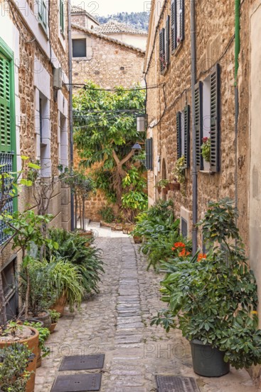 Idyllic cobblestone alley with homes in an old village with green plants and flowers in pots outside the doors, Fornlalutx, Mallorca, Spain