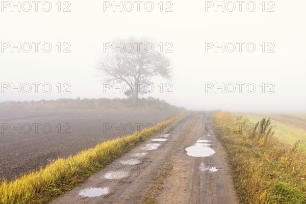 Gravel road with potholes a misty autumn morning with a single tree in the countryside