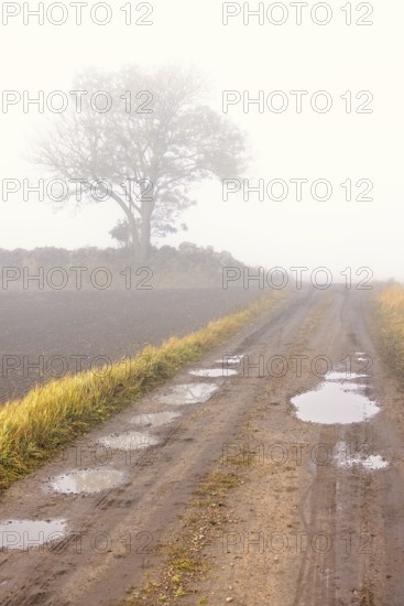 Dirt road with potholes a misty autumn morning with a single tree by a stone wall in the countryside