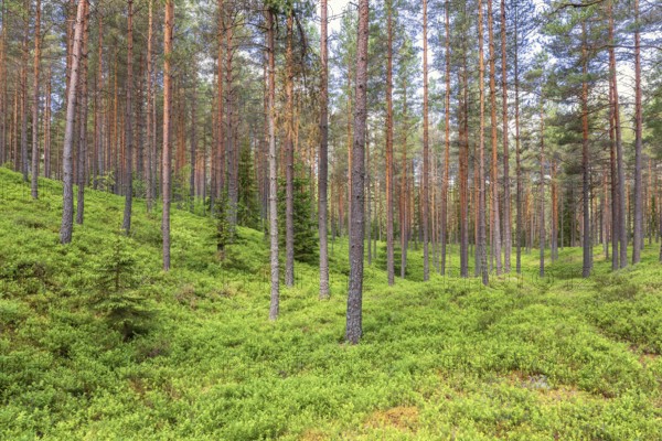 Landscape view of a pine forest with green blueberry bushes on the ground on a summer day, Sweden