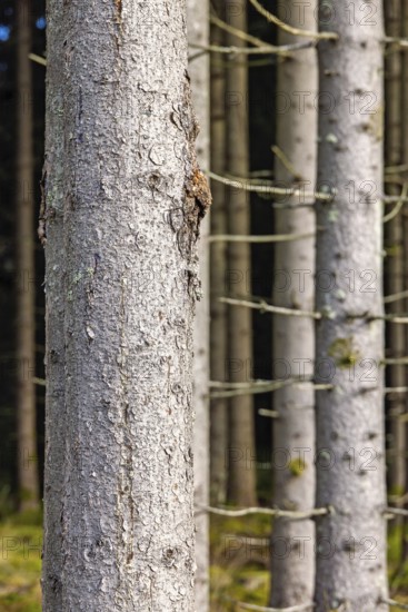Spruce tree trunk in close up in a forest