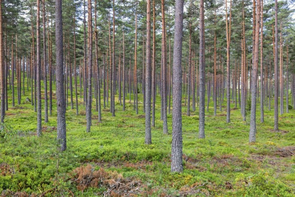 Landscape view of a straight tree trunks in a pine forest with green blueberry bushes on the ground in summer