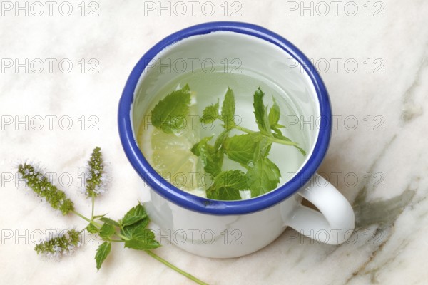 Peppermint tea, peppermint leaves and a slice of lemon in a cup of hot water