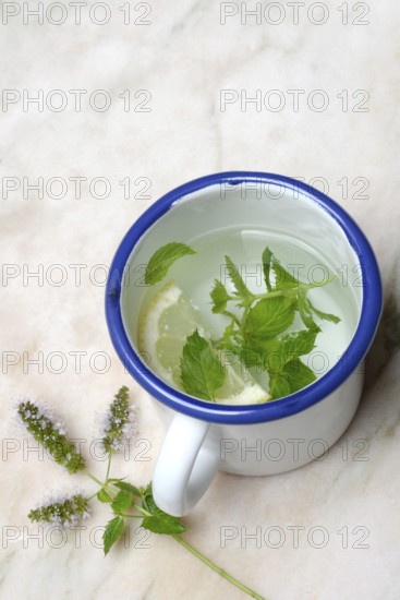 Peppermint tea, peppermint leaves and a slice of lemon in a cup of hot water
