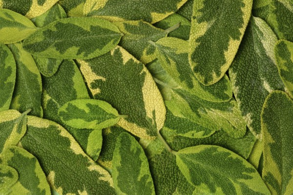 Bicoloured sage, Salvia officinalis, variegated garden sage