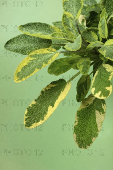 Bicoloured sage, Salvia officinalis, variegated garden sage