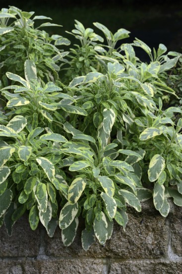 Bicoloured sage, Salvia officinalis, variegated garden sage