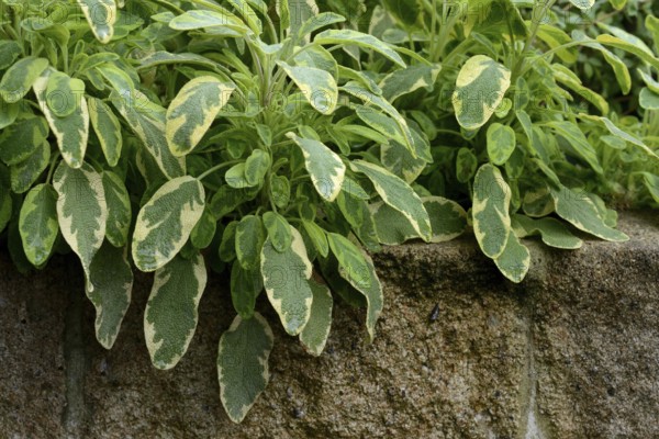Bicoloured sage, Salvia officinalis, variegated garden sage
