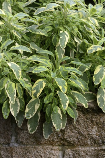 Bicoloured sage, Salvia officinalis, variegated garden sage