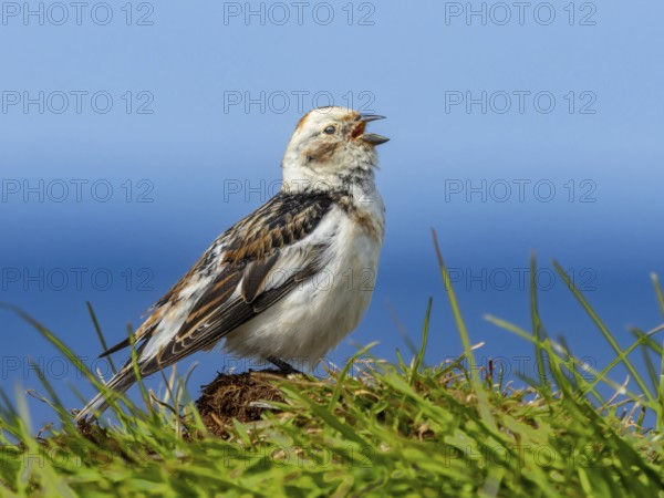 Snow bunting (Plectrophenax nivalis) on its singing platform, Grimsey Island, Iceland