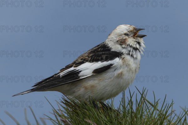 Snow bunting (Plectrophenax nivalis) singing on a grass-covered rock, Grimsey Island, Iceland