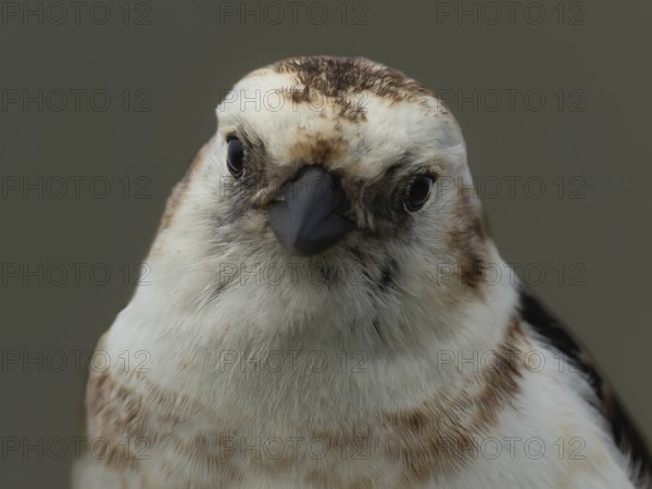 Snow bunting (Plectrophenax nivalis) frontal view of the head, Grimsey Island, Iceland
