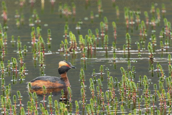 Slavonian grebe (Podiceps auritus) swimming in a pond overgrown with aquatic plants, Grimsey Island, Iceland