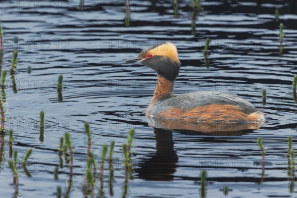Slavonian grebe (Podiceps auritus) swimming in a pond, Grimsey Island, Iceland