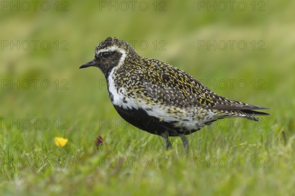 Golden plover (Pluvialis apricaria) in its habitat on wet meadows, Grimsey Island, Iceland