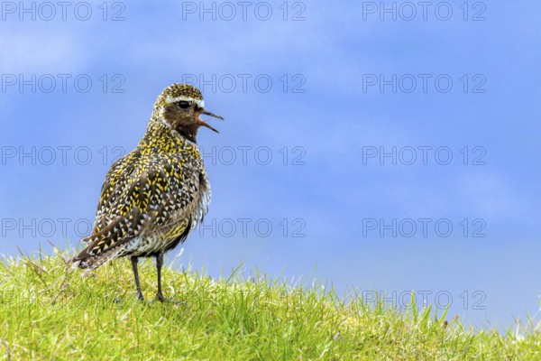 Golden plover (Pluvialis apricaria) singing in a meadow, Grimsey Island, Iceland