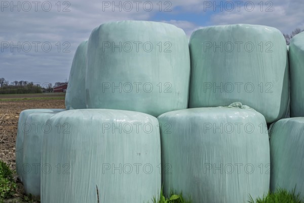 Silage, silage bales, silage bales in green plastic film, Münsterland, North Rhine-Westphalia, Germany