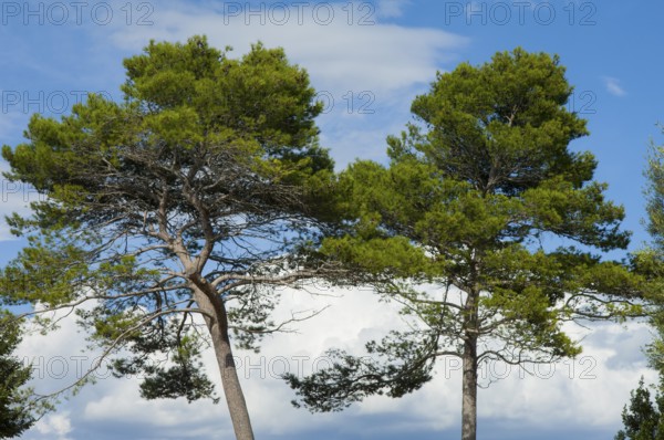 2 Pine trees (Pinus pinea) in front of a blue sky