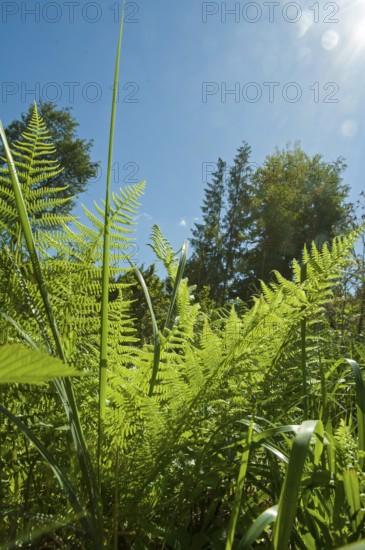 Lady fern, common lady fern, common wood fern, lady fern (Athyrium filix-femina)