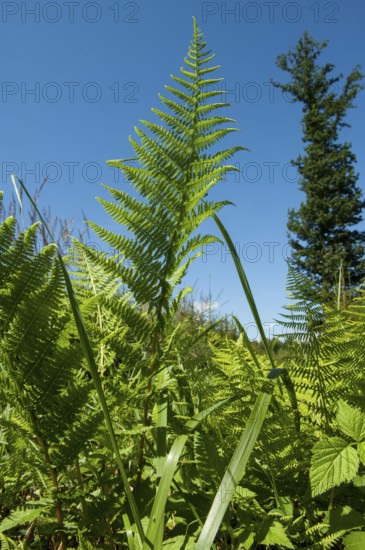 Lady fern, common lady fern, common wood fern, lady fern (Athyrium filix-femina)