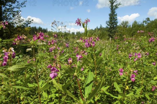 Himalayan balsam (Impatiens glandulifera)
