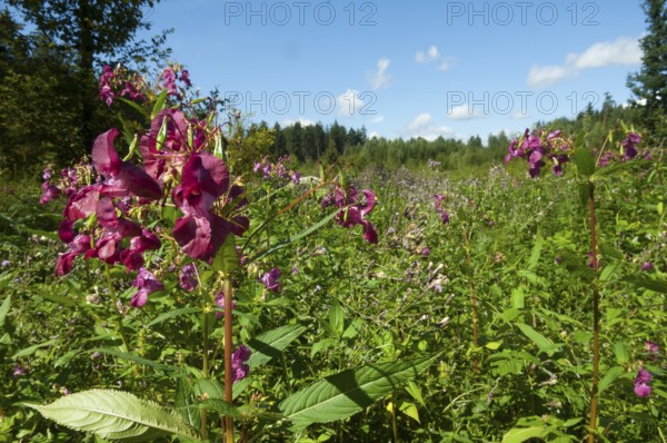 Himalayan balsam (Impatiens glandulifera)