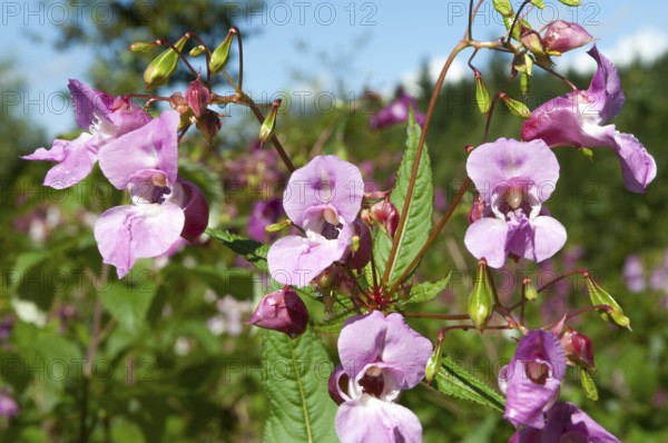 Himalayan balsam (Impatiens glandulifera)