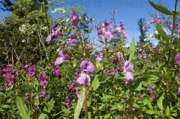 Himalayan balsam (Impatiens glandulifera)