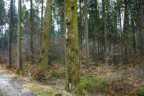 Mixed forest in autumn