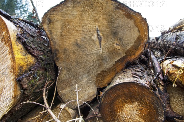 Stacked tree trunks