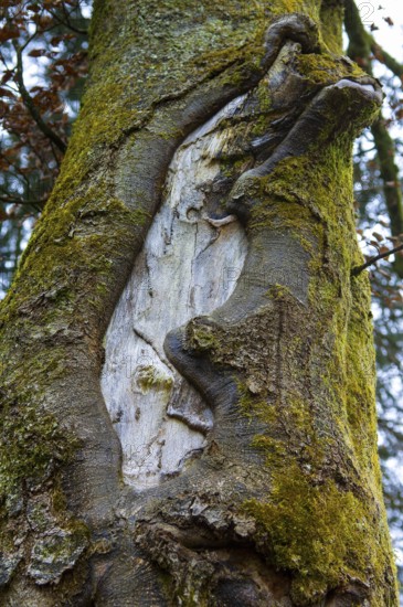 Tree bark with extensive damage