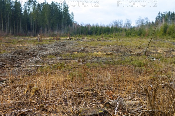 Cleared forest area