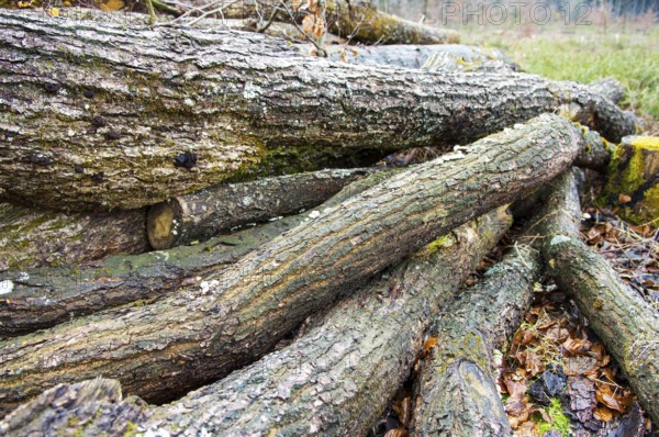 Stacked tree trunks lie next to cleared forest area