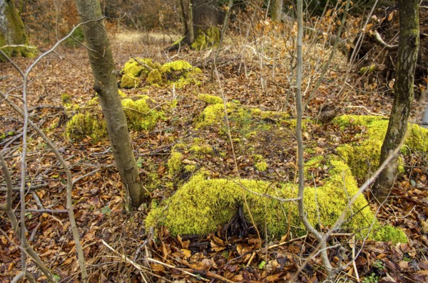 Moss and autumn leaves on the forest floor