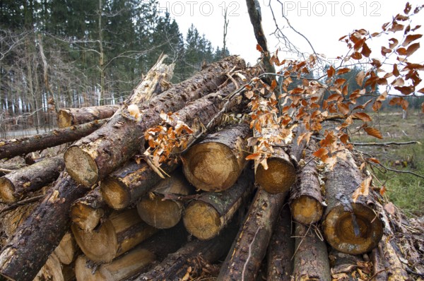 Stacked tree trunks lie next to cleared forest area