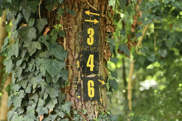 Numbers 3 and 4 with arrows painted on tree covered in ivy marking hiking path in forest