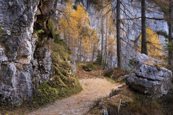 Hiking trail on the Dachstein mountains, path to the mammoth cave in autumn, rocks and yellow larches. Dachstein, Obertraun, Salzkammergut, Upper Austria, Austria