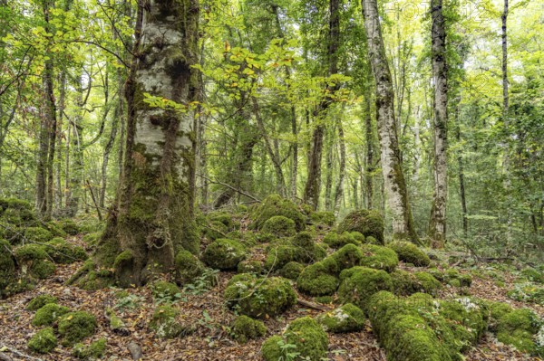 The Foresta Umbra, ancient beech forest and part of the Gargano National Park, Gargano, Apulia, Italy