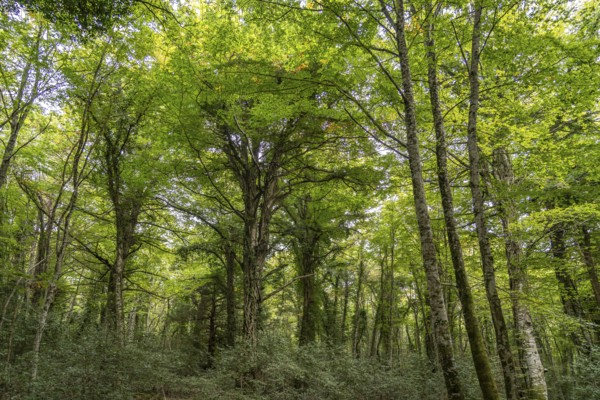 The Foresta Umbra, ancient beech forest and part of the Gargano National Park, Gargano, Apulia, Italy