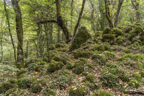 The Foresta Umbra, ancient beech forest and part of the Gargano National Park, Gargano, Apulia, Italy