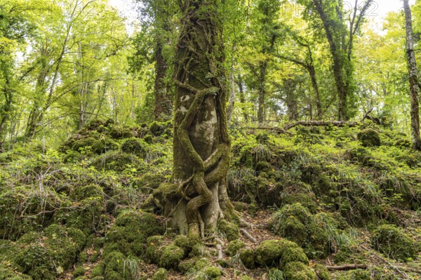 The Foresta Umbra, ancient beech forest and part of the Gargano National Park, Gargano, Apulia, Italy