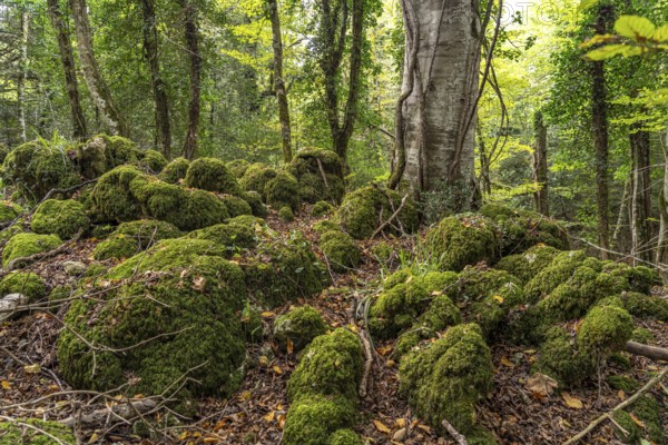 The Foresta Umbra, ancient beech forest and part of the Gargano National Park, Gargano, Apulia, Italy